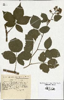 spécimen de Rubus melanoxylon