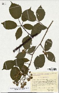 spécimen de Rubus melanoxylon