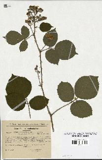 spécimen de Rubus melanoxylon