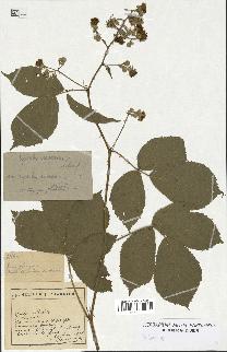 spécimen de Rubus sp.