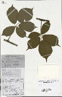 spécimen de Rubus sp.