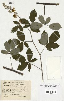 spécimen de Rubus ulmifolius