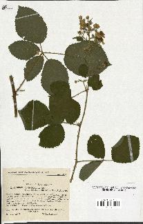 spécimen de Rubus macrophyllus