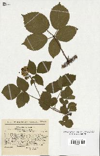 spécimen de Rubus pyramidalis