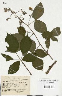 spécimen de Rubus rhombifolius