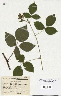 spécimen de Rubus rosaceus