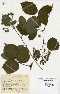 spécimen de Rubus bellardii