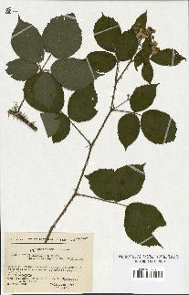 spécimen de Rubus hebecarpus