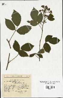 spécimen de Rubus obscurus