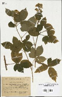 spécimen de Rubus pallidus