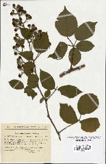 spécimen de Rubus pallidus