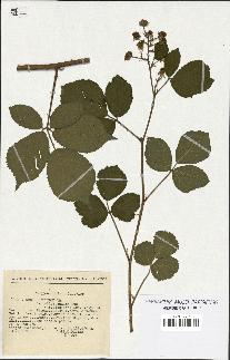 spécimen de Rubus pallidus