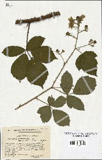 spécimen de Rubus schmidelyanus