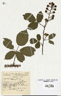 spécimen de Rubus schmidelyanus