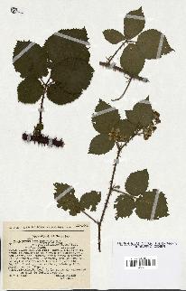 spécimen de Rubus schmidelyanus