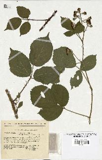 spécimen de Rubus insericatus