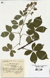 spécimen de Rubus insericatus