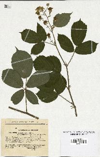 spécimen de Rubus insericatus