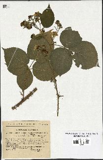 spécimen de Rubus foliosus