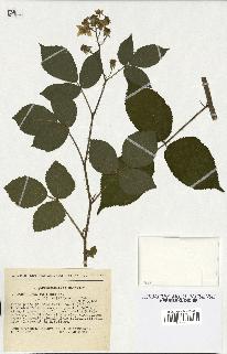 spécimen de Rubus foliosus