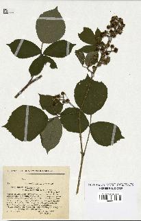 spécimen de Rubus foliosus