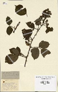 spécimen de Rubus rotundatus