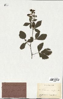 spécimen de Rubus tomentosus