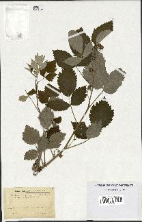 spécimen de Rubus idaeus