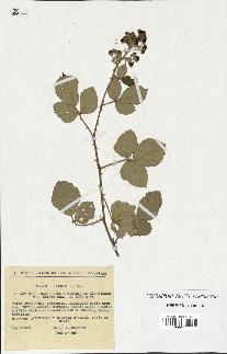 spécimen de Rubus ulmifolius x tomentosus