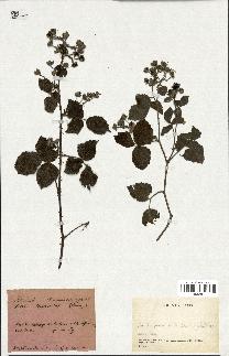 spécimen de Rubus nemorosus