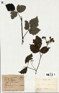 spécimen de Rubus nemorosus