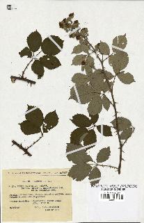 spécimen de Rubus ulmifolius