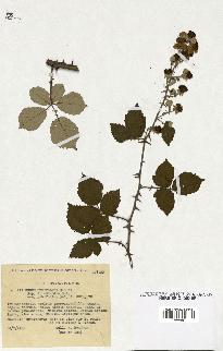 spécimen de Rubus ulmifolius