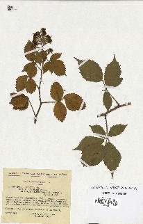 spécimen de Rubus pallidus