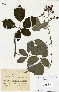 spécimen de Rubus bifrons