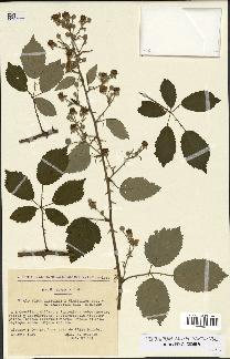 spécimen de Rubus questieri x ulmifolius