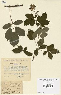 spécimen de Rubus questieri x ulmifolius