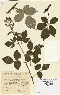 spécimen de Rubus questieri x ulmifolius