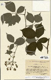 spécimen de Rubus questieri x ulmifolius