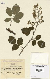 spécimen de Rubus questieri x ulmifolius