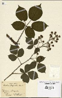 spécimen de Rubus fagicola