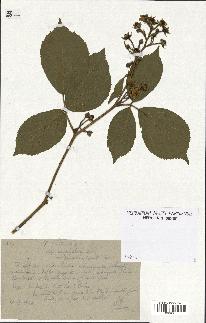 spécimen de Rubus hirtus