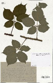 spécimen de Rubus hirtus