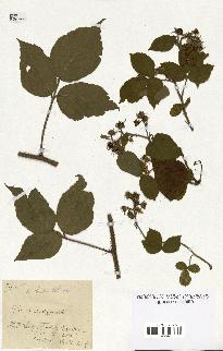 spécimen de Rubus hirtus