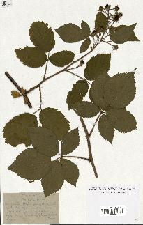 spécimen de Rubus hirtus