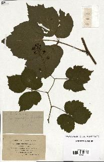 spécimen de Rubus hirtus