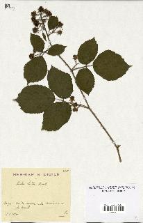 spécimen de Rubus hirtus