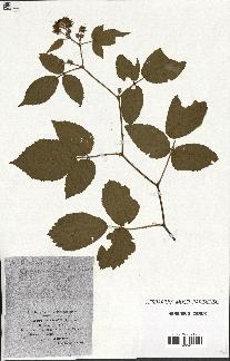 spécimen de Rubus hirtus