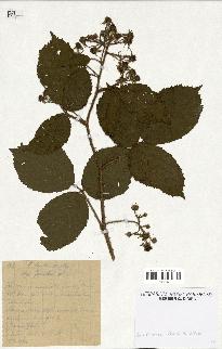 spécimen de Rubus hirtus