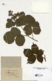 spécimen de Rubus hirtus